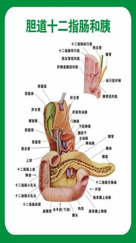 图片肝、胆、胰、十二指肠的相互关系