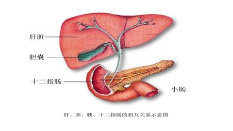 图片肝、胆、胰、十二指肠的相互关系