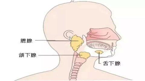 图片舌和唾液腺