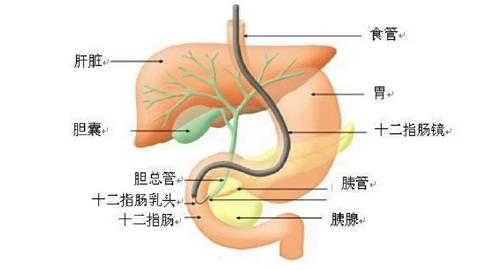 图片肝、胆、胰、十二指肠的相互关系