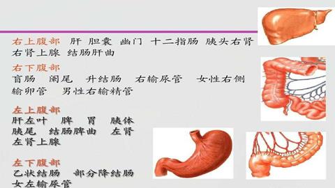 图片肝、胆、胰、十二指肠的相互关系