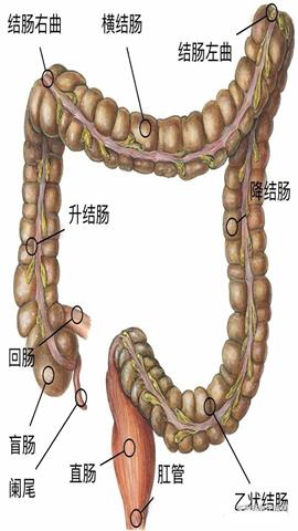 图片大肠