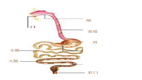 图片胃、小肠、大肠的位置关系