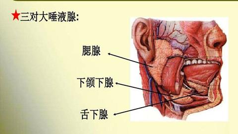 图片舌和唾液腺