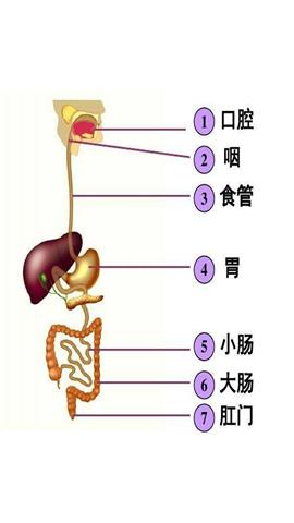 图片胃、小肠、大肠的位置关系
