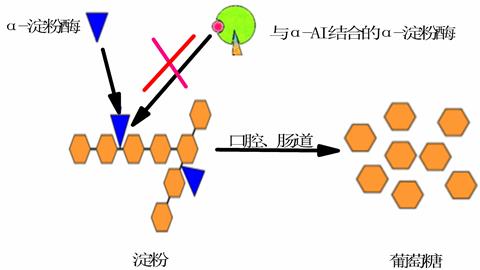 图片淀粉分解成麦芽糖