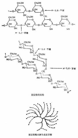 图片淀粉分解成麦芽糖