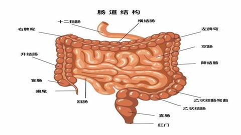 图片消化系统的组成
