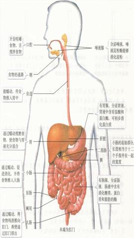 图片消化系统的组成