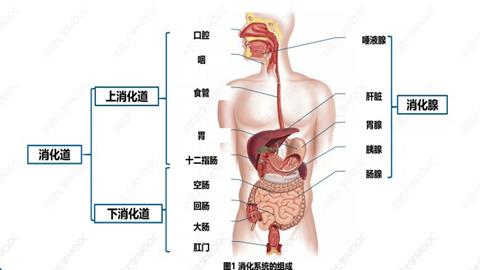 图片消化系统的组成