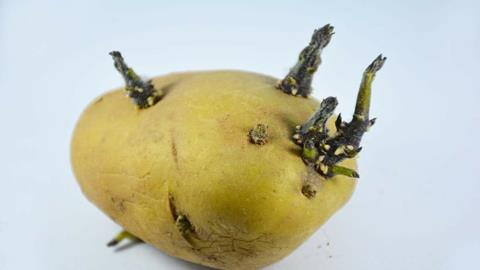 图片有毒食品-发芽的土豆