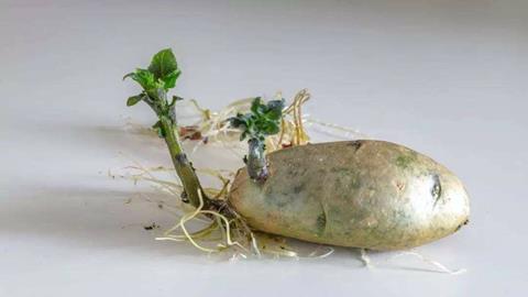 图片有毒食品-发芽的土豆
