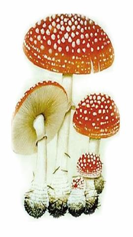 图片有毒食品-毒蘑菇