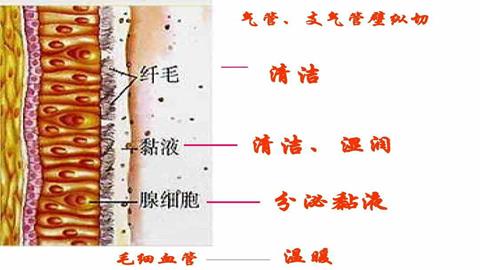 图片气管壁纵切