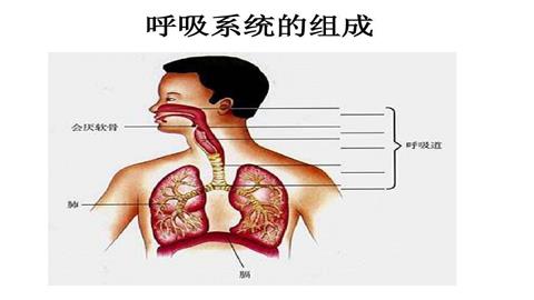 图片呼吸系统的组成