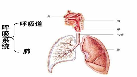 图片呼吸系统的组成