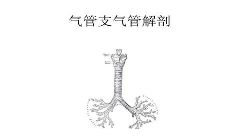 图片气管和支气管
