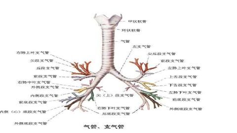图片气管和支气管