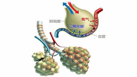 图片肺泡与毛细血管的关系