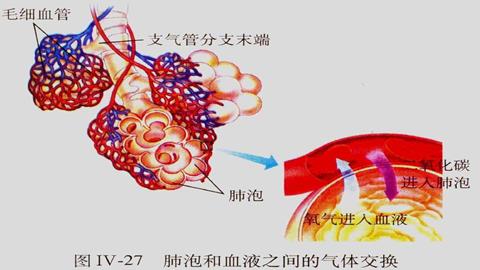 图片肺泡与血液之间的气体交换