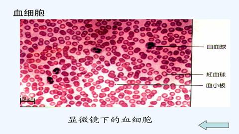图片显微镜下的血细胞