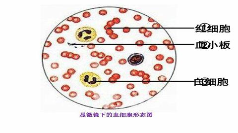 图片显微镜下的血细胞