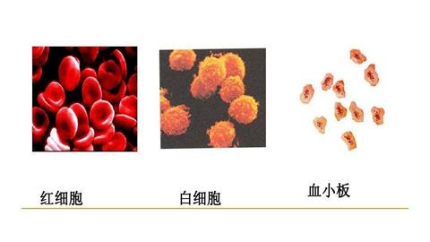 图片三种血细胞
