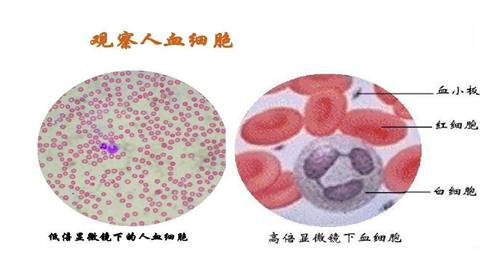 图片三种血细胞