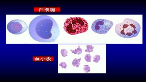 图片白细胞与血小板