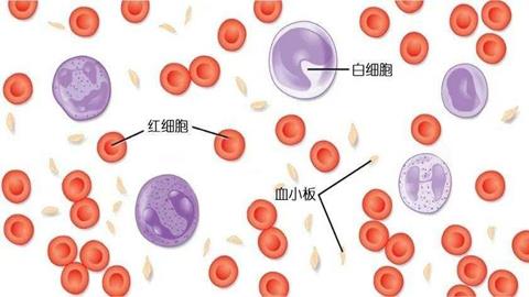 图片白细胞与血小板