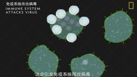 图片白细胞已将细菌吞噬