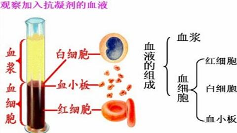 图片血液分层示意图