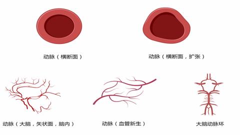 图片动脉与静脉横切面