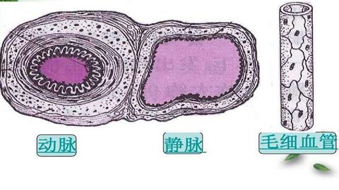 图片动脉与静脉横切面