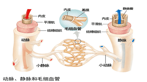 图片动脉与静脉横切面