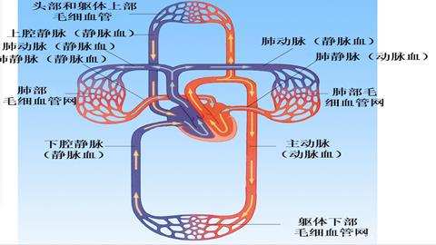 图片三种血管关系示意图