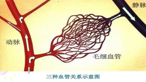 图片三种血管关系示意图