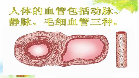 图片三种血管关系示意图