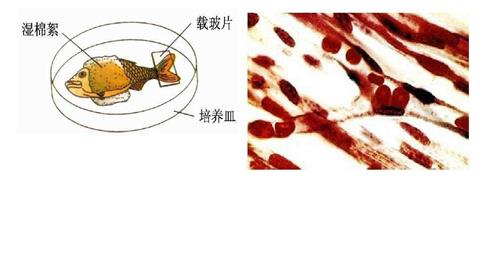 图片观察小鱼尾鳍内血液的流动