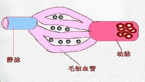 图片血流方向示意图