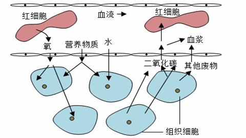 图片血液与组织细胞之间物质交换示意图