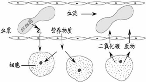 图片血液与组织细胞之间物质交换示意图