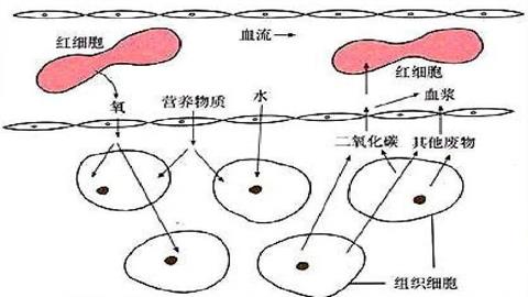 图片血液与组织细胞之间物质交换示意图