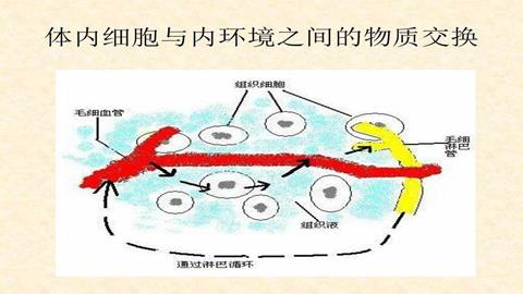 图片血液与组织细胞之间物质交换示意图