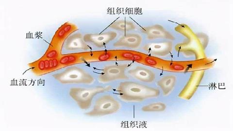 图片血液与组织细胞之间物质交换示意图