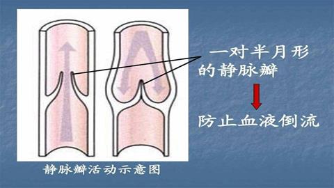 图片静脉瓣示意图