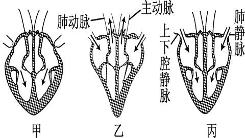 图片心脏工作示意图