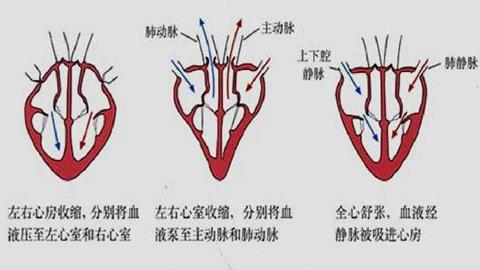 图片心脏工作示意图