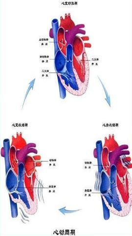 图片心脏工作示意图
