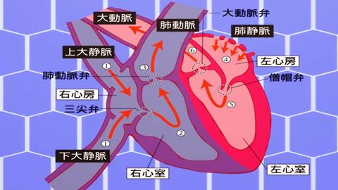 图片血液循环